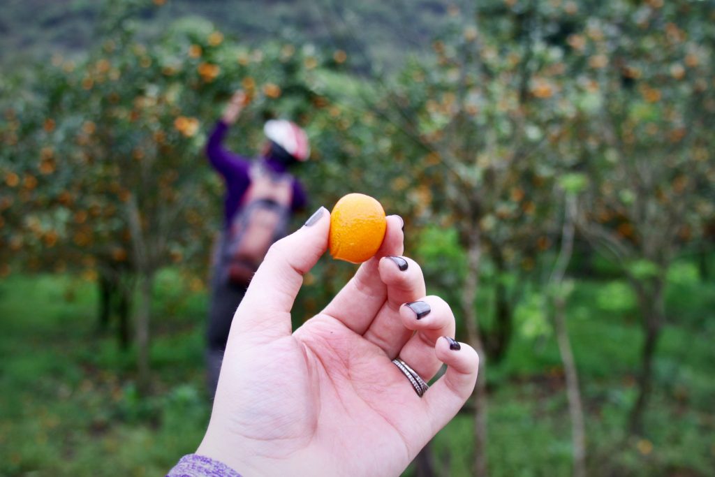 Kumquats fresh off the tree for a mid-ride snack.