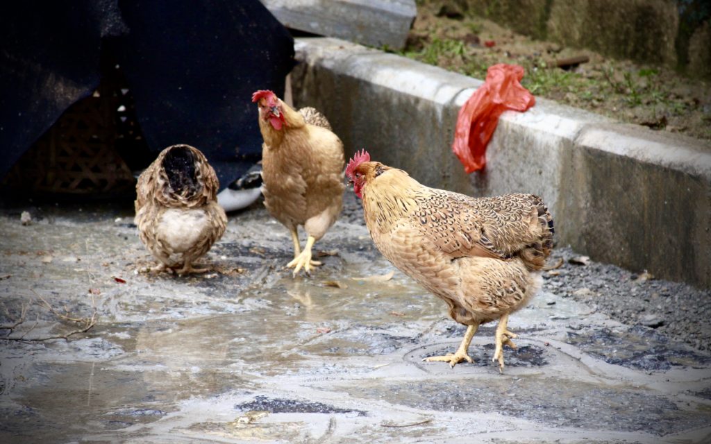 Yangshuo Chickens